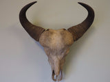 Antique Early 20th Century African Water Buffalo Skull Collectables - erfmann-vintage