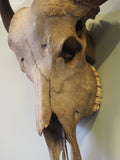 Antique Early 20th Century African Water Buffalo Skull Collectables - erfmann-vintage