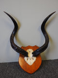 Antique Early 20th Century African Kudo Skull & Antlers on Plinth Collectibles - erfmann-vintage