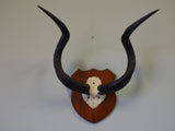 Antique Early 20th Century African Kudo Skull & Antlers on Plinth Collectibles - erfmann-vintage